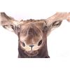 Image 16 : Montana Shiras Moose Shoulder Mount
