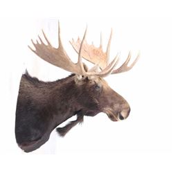 Montana Shiras Moose Shoulder Mount