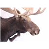 Image 2 : Montana Shiras Moose Shoulder Mount
