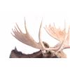 Image 3 : Montana Shiras Moose Shoulder Mount