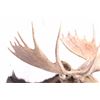 Image 4 : Montana Shiras Moose Shoulder Mount