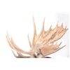 Image 6 : Montana Shiras Moose Shoulder Mount