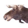 Image 7 : Montana Shiras Moose Shoulder Mount