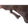 Image 8 : Montana Shiras Moose Shoulder Mount