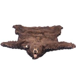 Montana Taxidermy Black Bear Rug