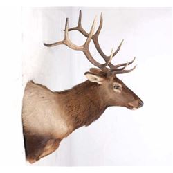 Montana Rocky Mountain 6x6 Elk Shoulder Mount