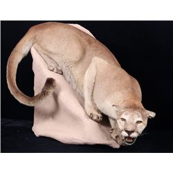 Montana Trophy Mountain Lion Taxidermy Body Mount