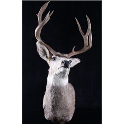 Trophy Montana Mule Deer Taxidermy Shoulder Mount