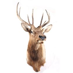 Montana Rocky Mountain 4x4 Elk Shoulder Mount