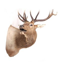 Montana Rocky Mountain 5x5 Bull Elk Shoulder Mount