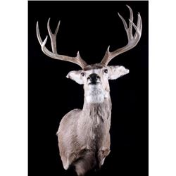 Trophy Montana Mule Deer Shoulder Mount