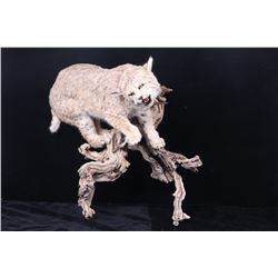 Montana Bobcat Trophy Full Mount on Wood Stand