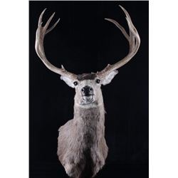 Montana Mule Deer Trophy Taxidermy Shoulder Mount