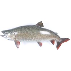 Large Trophy Montana Cutthroat Trout Wall Mount