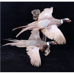 Montana Pheasants Full Body Wall Mount
