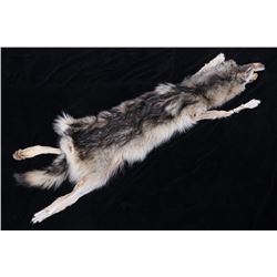 Montana Grey Wolf Taxidermy Hide
