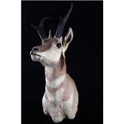 Trophy Montana Pronghorn Antelope Shoulder Mount