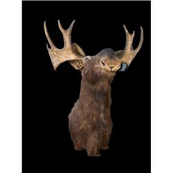 Moose Head Mount  killed near Lander, W