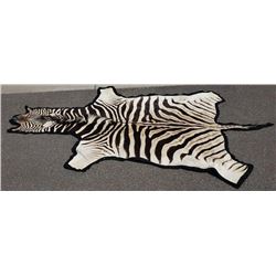 Very Nice Large Taxidermy Zebra Rug
