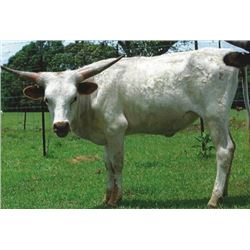 DONATION LOT - OLIVIA 92