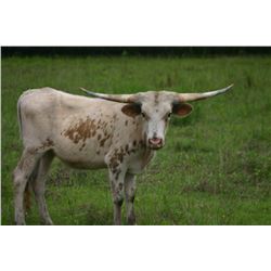 LAER GRAVES PRINCESS 910