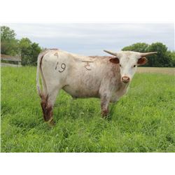 TC ROCKIN DIXIE CHICK