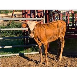 MISS BRINDLE DENIM KMD