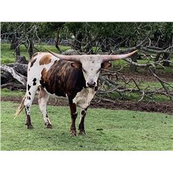 SPANISH SANTA FE MC 85