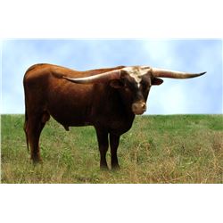 SCRATCH - RED ROCK SR018