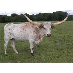 DALGOOD'S CHANTILLY LACE