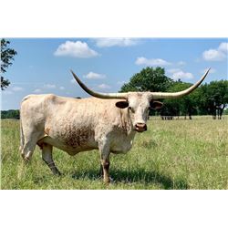 BMP GUINNEVERE'S ROBERTA