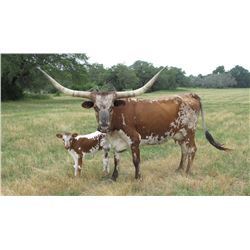 LITTLE ACE TASTE EXPLOSION