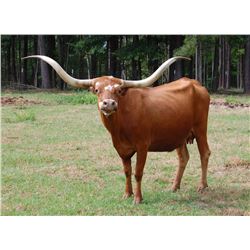 WF SOUTHERN COMFORT SWC