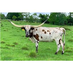 DALGOOD'S PRECIOUS GEM