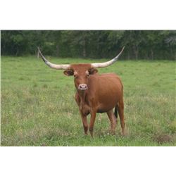 LITTLE ACE RAMROD QUEEN