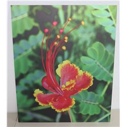 Red & Yellow Hibiscus Photographic Print on Thin, Rigid Wood Composite Board 19"x23"