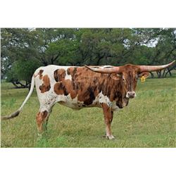 SR CLOUT'S EMILY 860