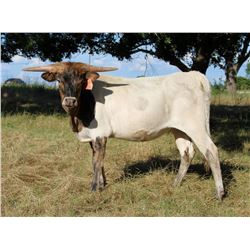 HLR INVESTMENT OPTION