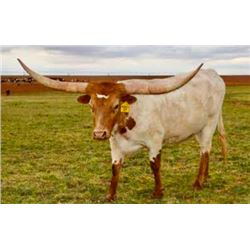 TS MAGNIFICENT AGAVE