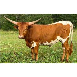 GALA SPLASH OF STARS