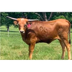 DH ROWDY'S HORSESHOE