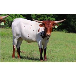 JUST ADORA BELLE BCB