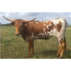 RMR BLIZZARDS THROTTLE