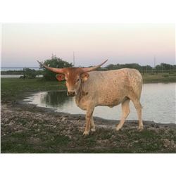 COUNTRY ROSE CDC