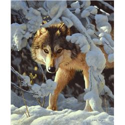 Inquisitive by Steve Burgess (1960- )