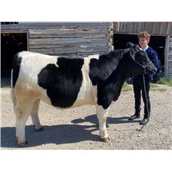 Kaz Schuett, FFA  - Grand Champion Market Beef (Weight: 1520)