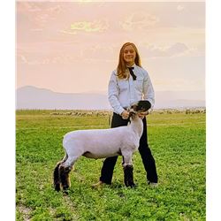 Bailey Blake - Reserve Champion Market Lamb (Weight: 131)
