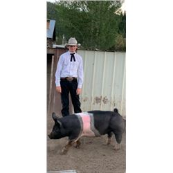 Willy Schonsberg - Grand Champion Market Hog (Weight: 270)