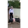 Image 1 : Willy Schonsberg - Grand Champion Market Hog (Weight: 270)