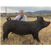 Image 1 : Landon Lovaas  - Reserve Champion Market Hog (Weight: 273)